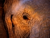 desert-elephant1