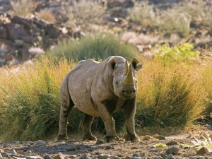 Black-Rhino